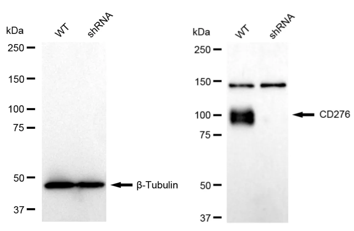 KD-Validated CD276 Recombinant Rabbit Monoclonal Antibody