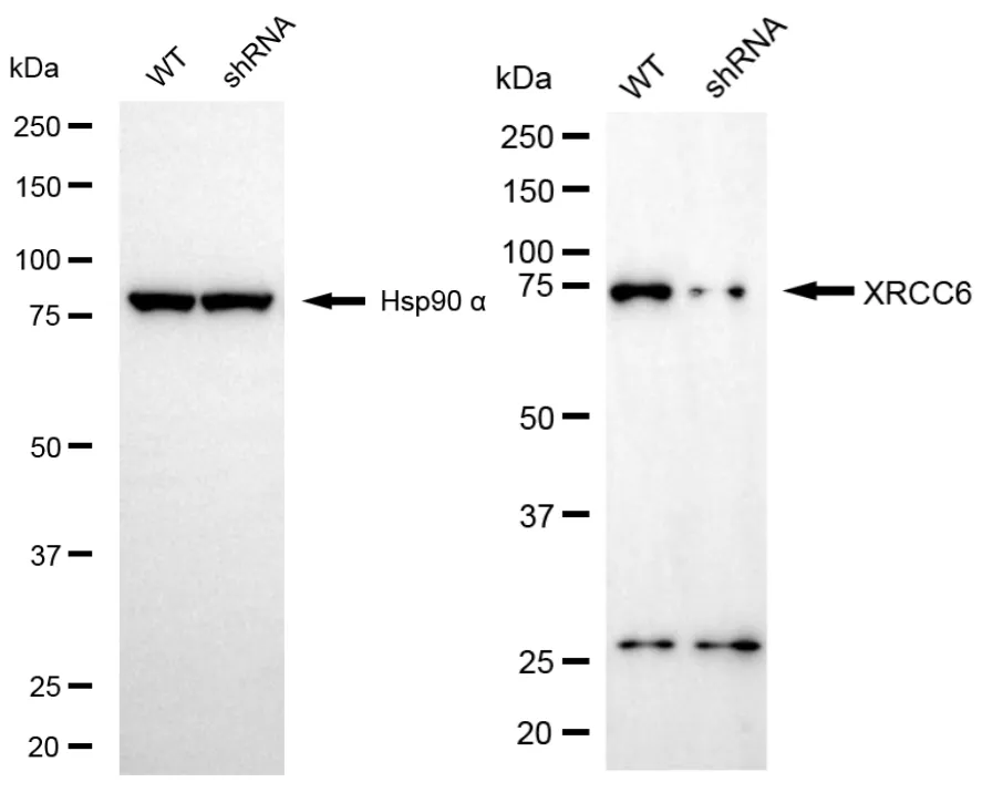 KD-Validated XRCC6 Rabbit Polyclonal Antibody