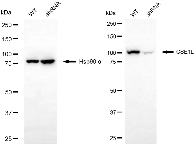 KD-Validated CSE1L Rabbit Polyclonal Antibody
