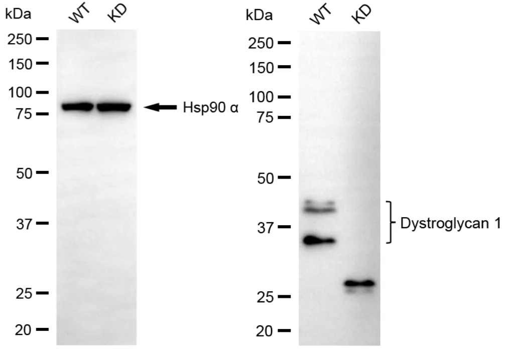 KD-Validated Dystroglycan 1 Recombinant Rabbit Monoclonal Antibody