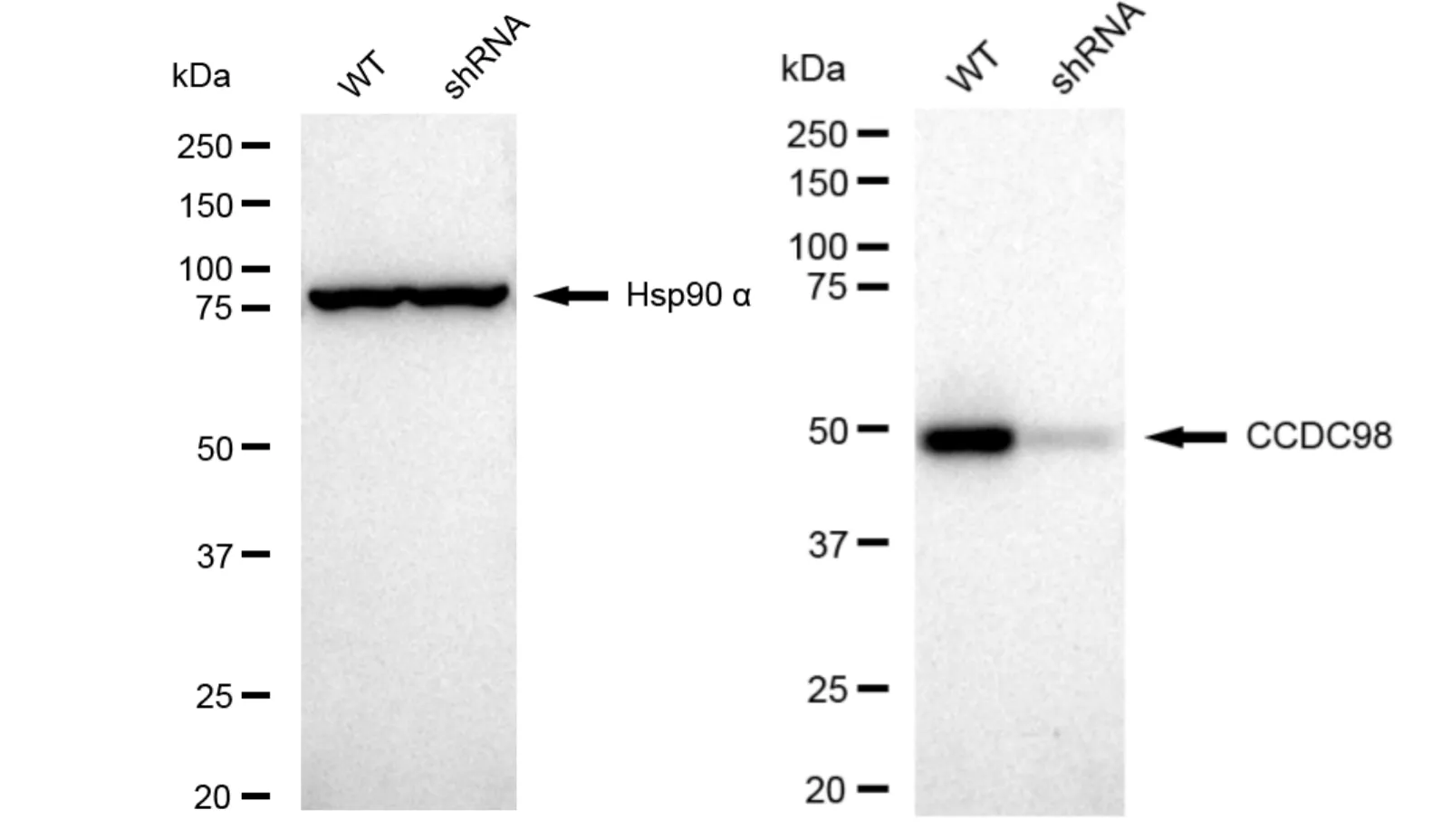 KD-Validated CCDC98 Recombinant Rabbit Monoclonal Antibody