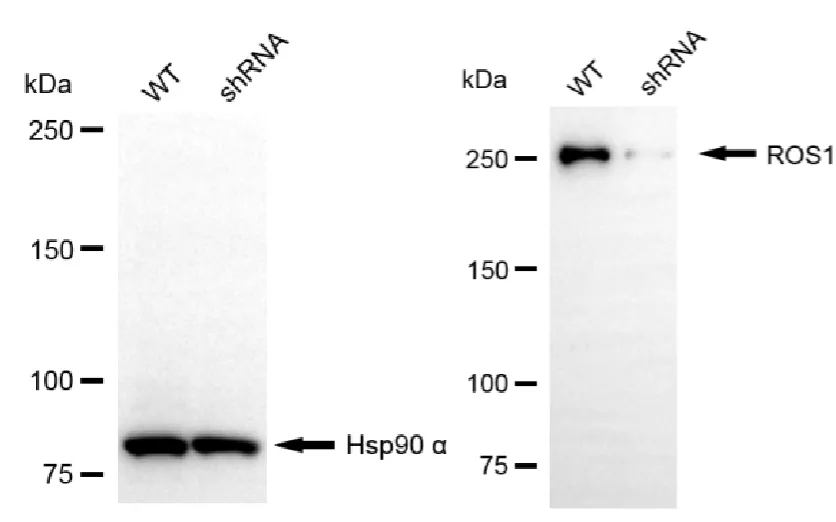 KD-Validated ROS1 Mouse Monoclonal Antibody