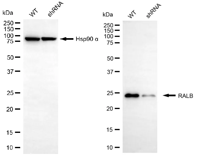 KD-Validated RALB Mouse Monoclonal Antibody