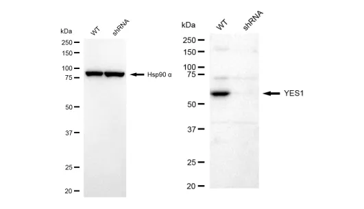 KD-Validated YES1 Recombinant Rabbit Monoclonal Antibody