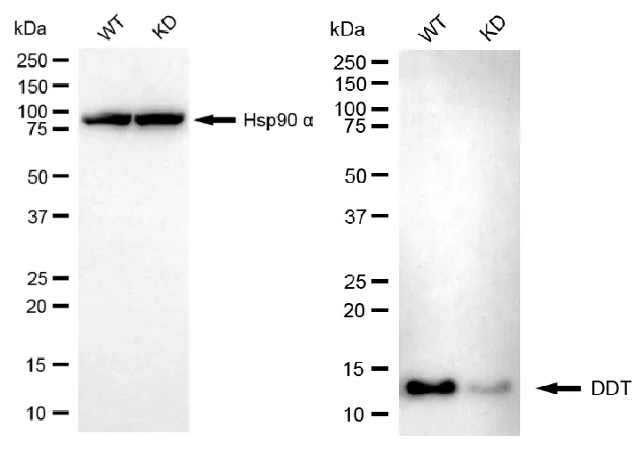 KD-Validated DDT Mouse Monoclonal Antibody