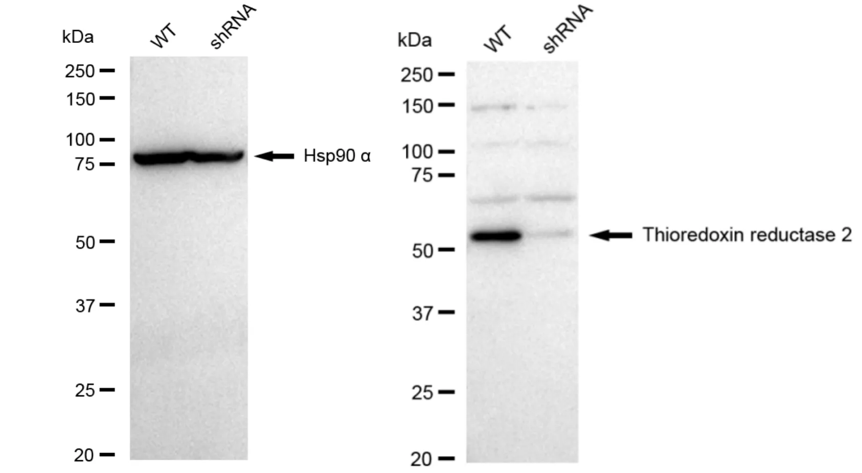KD-Validated Thioredoxin Reductase 2 Recombinant Rabbit Monoclonal Antibody