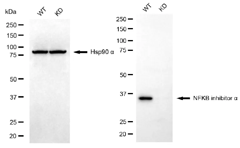 KD-Validated NFKB Inhibitor Alpha Recombinant Rabbit Monoclonal Antibody