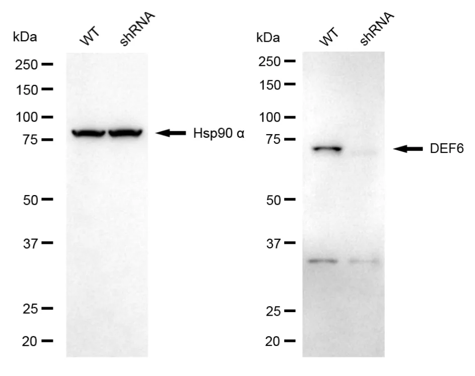 KD-Validated DEF6 Mouse Monoclonal Antibody