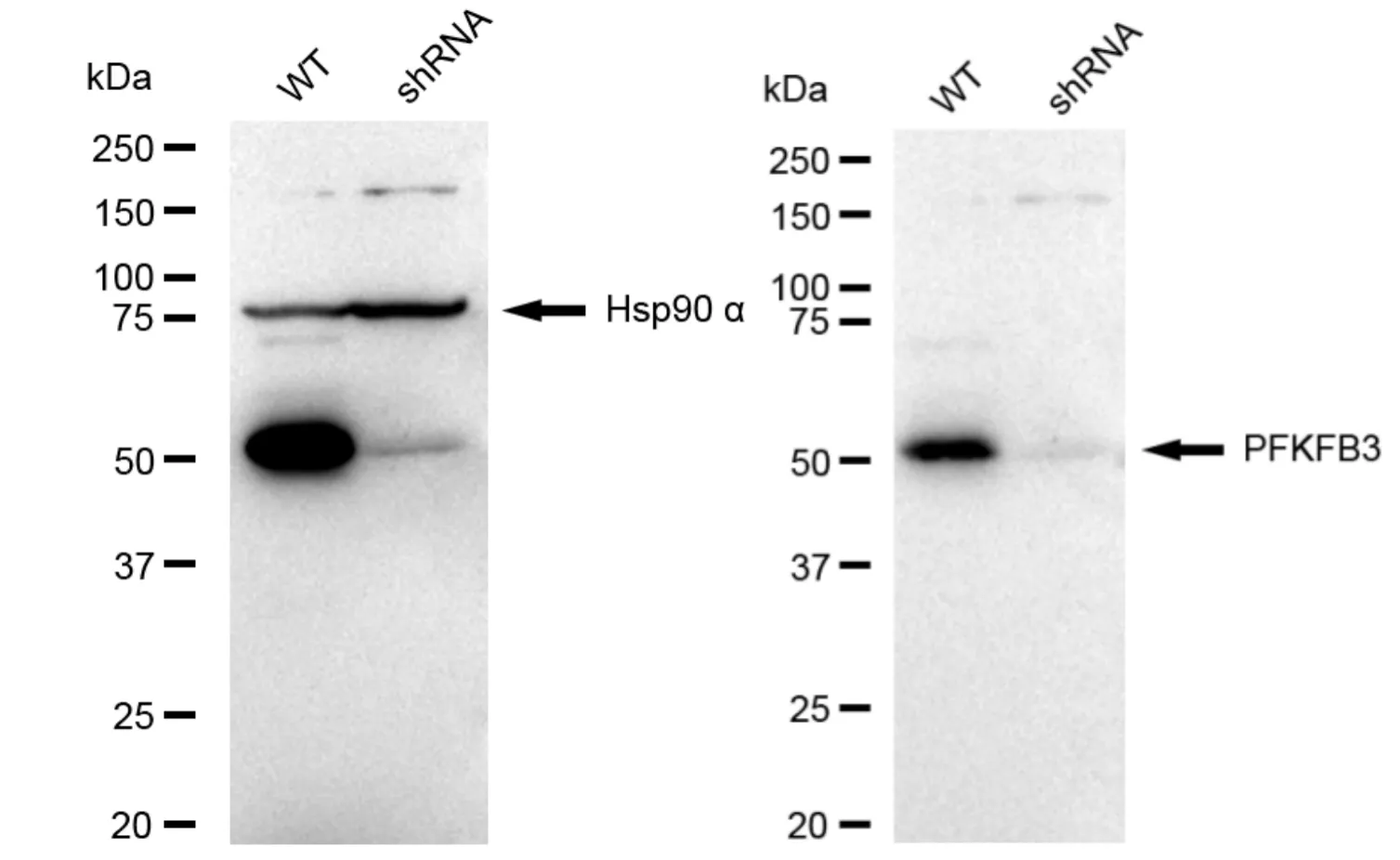 KD-Validated PFKFB3 Recombinant Rabbit Monoclonal Antibody