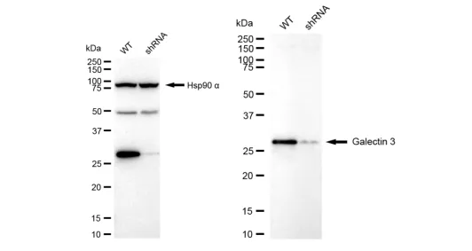 KD-Validated Galectin 3 Recombinant Rabbit Monoclonal Antibody