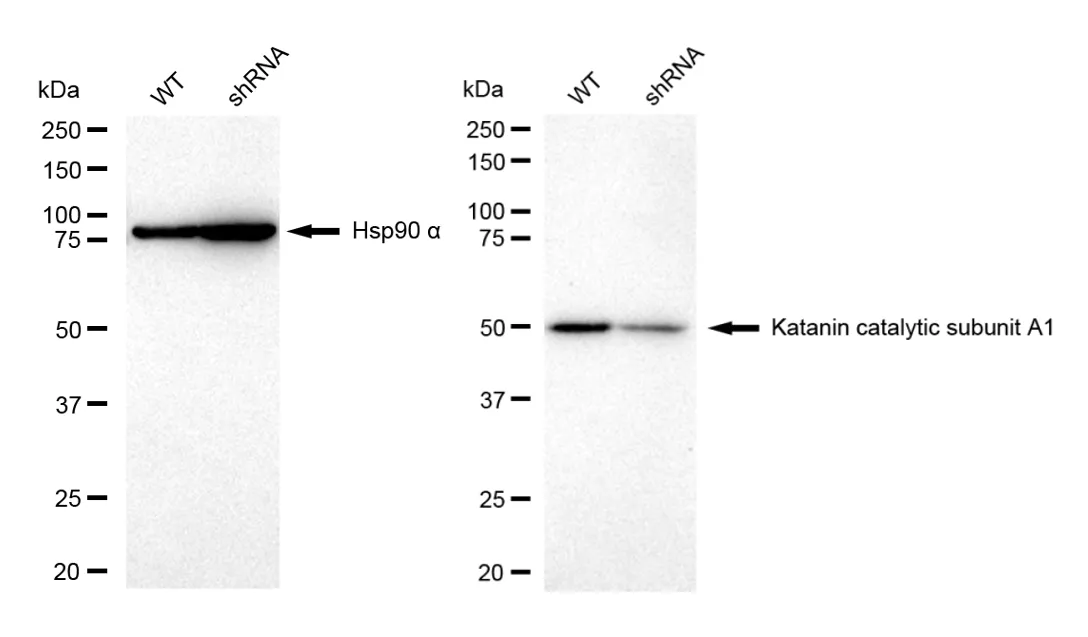 KD-Validated Katanin Catalytic Subunit A1 Recombinant Rabbit Monoclonal Antibody