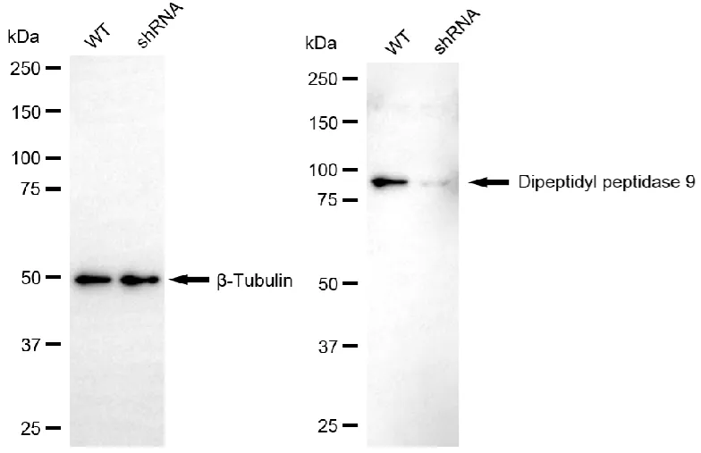 KD-Validated DPP9 Mouse Monoclonal Antibody