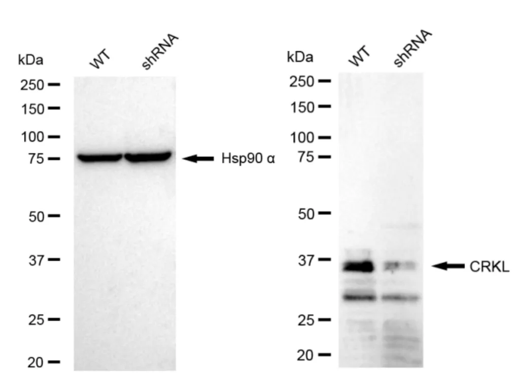 KD-Validated CRKL Recombinant Rabbit Monoclonal Antibody