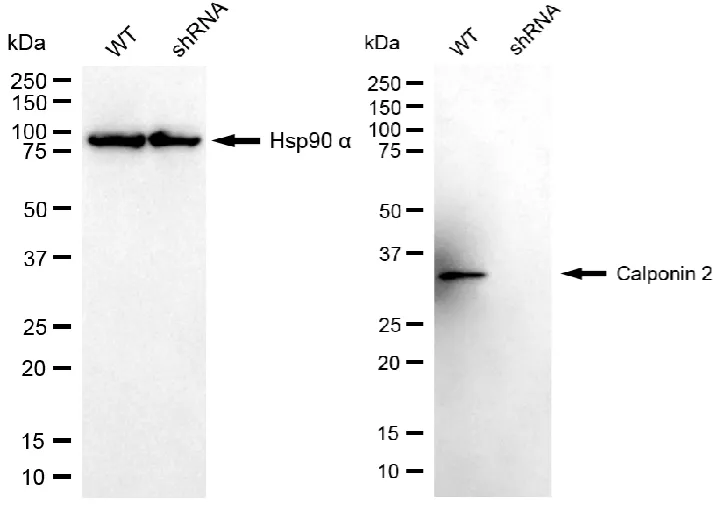 KD-Validated CNN2 Mouse Monoclonal Antibody