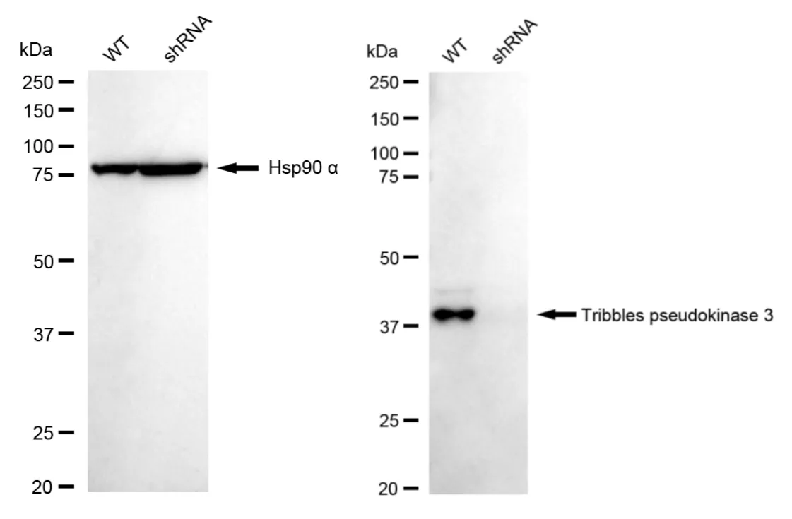 KD-Validated Tribbles Pseudokinase 3 Recombinant Rabbit Monoclonal Antibody