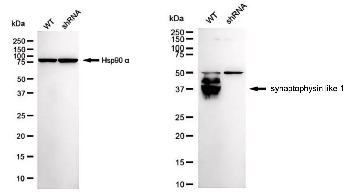 KD-Validated Synaptophysin like 1 Recombinant Rabbit Monoclonal Antibody