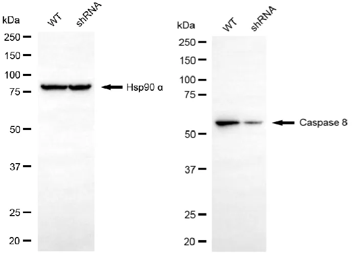 KD-Validated Caspase 8 Mouse Monoclonal Antibody