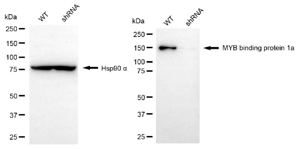 KD-Validated MYB Binding Protein 1a Mouse Monoclonal Antibody