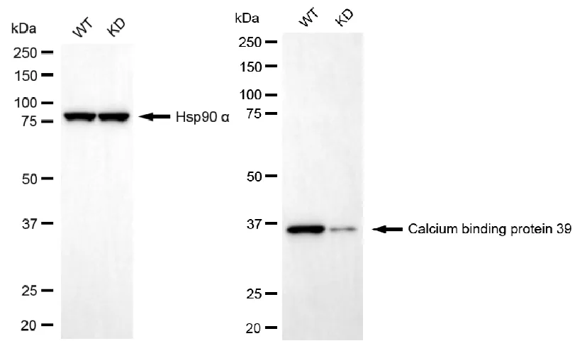 KD-Validated CAB39 Recombinant Rabbit Monoclonal Antibody
