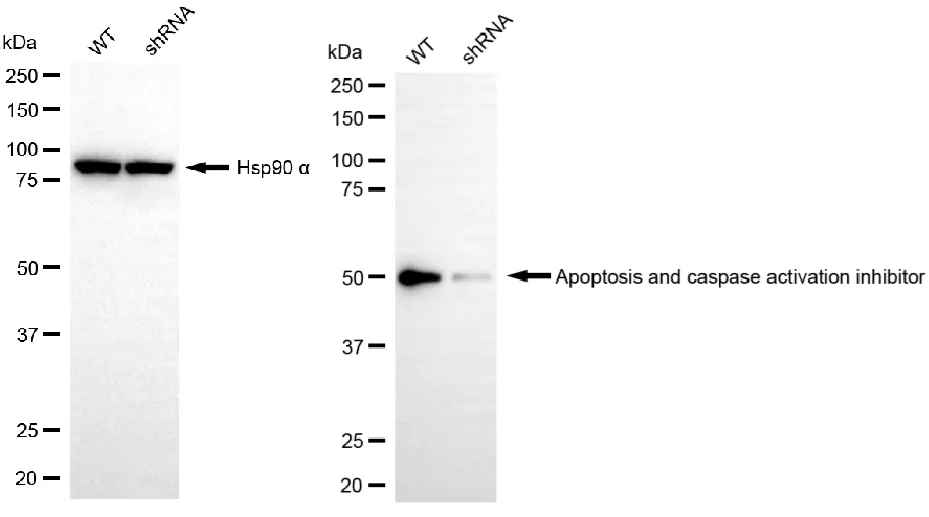KD-Validated AVEN Recombinant Rabbit Monoclonal Antibody