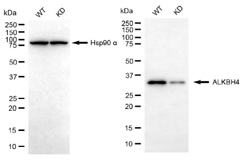 KD-Validated ALKBH4 Recombinant Rabbit Monoclonal Antibody