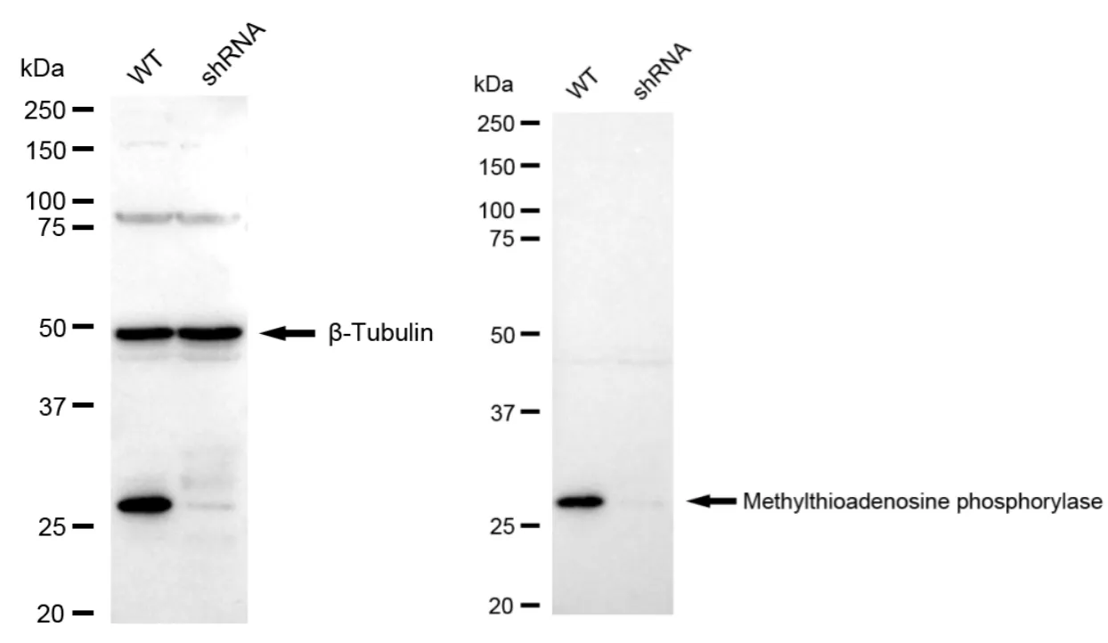 KD-Validated Methylthioadenosine Phosphorylase Recombinant Rabbit Monoclonal Antibody