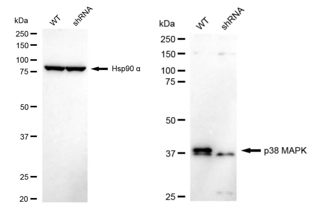 KD-Validated p38 MAPK Recombinant Rabbit Monoclonal Antibody
