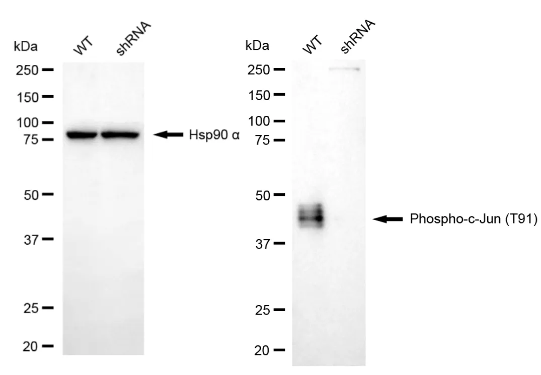 KD-Validated Phospho-c-Jun (T91) Recombinant Rabbit Monoclonal Antibody