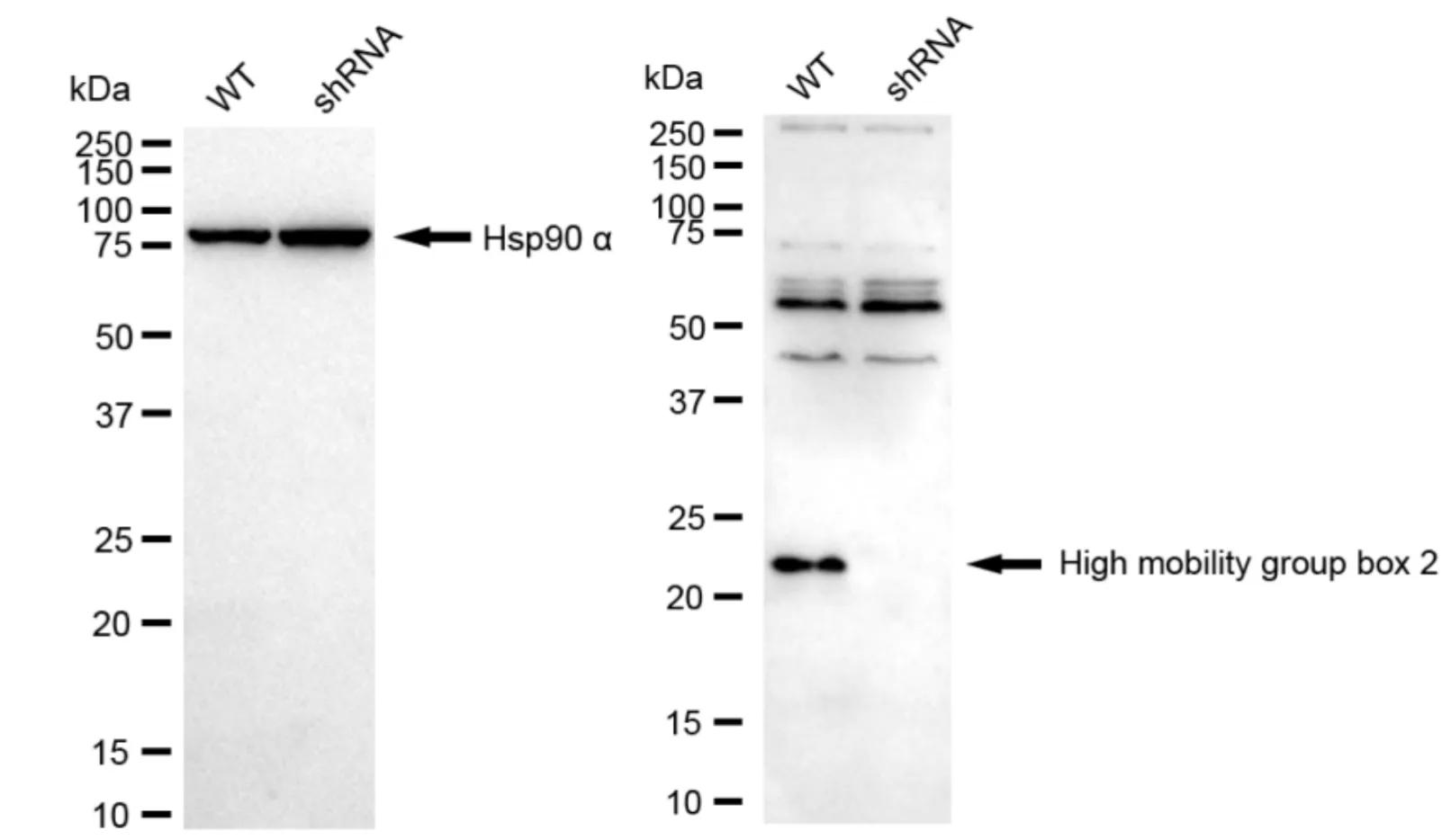 KD-Validated High Mobility Group Box 2 Recombinant Rabbit Monoclonal Antibody