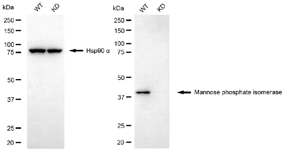 KD-Validated Mannose Phosphate Isomerase Mouse Monoclonal Antibody
