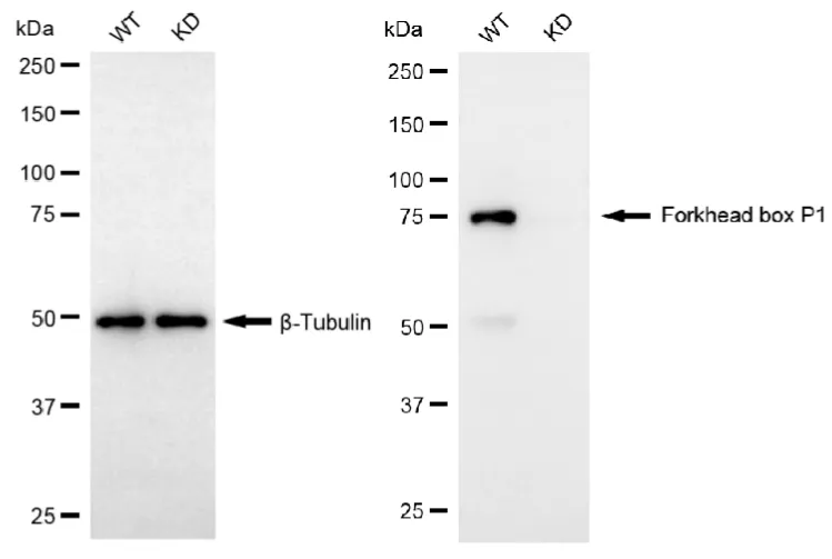 KD-Validated Forkhead Box P1 Mouse Monoclonal Antibody