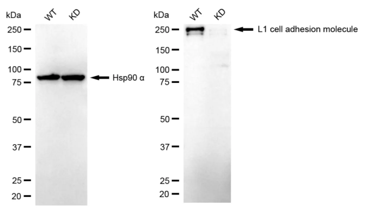 KD-Validated L1 Cell Adhesion Molecule Mouse Monoclonal Antibody