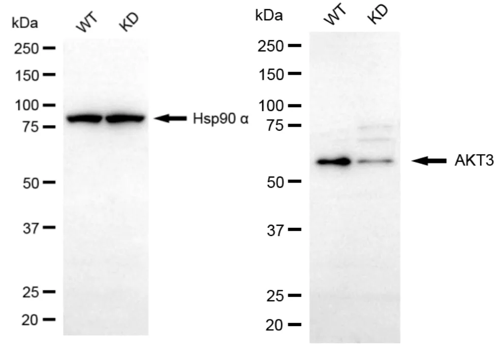 KD-Validated AKT3 Mouse Monoclonal Antibody