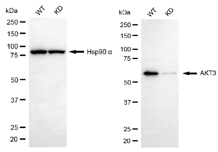 KD-Validated AKT3 Mouse Monoclonal Antibody