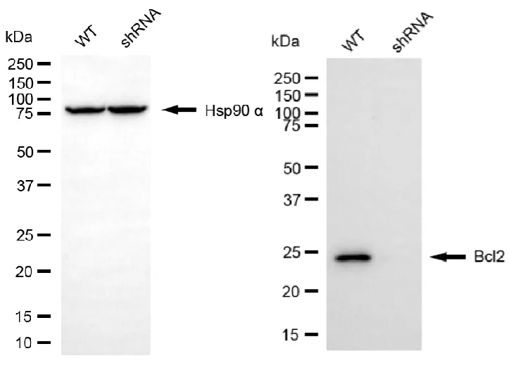 KD-Validated Bcl2 Recombinant Rabbit Monoclonal Antibody