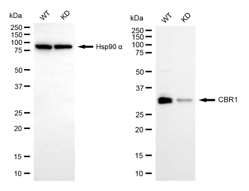 KD-Validated CBR1 Mouse Monoclonal Antibody