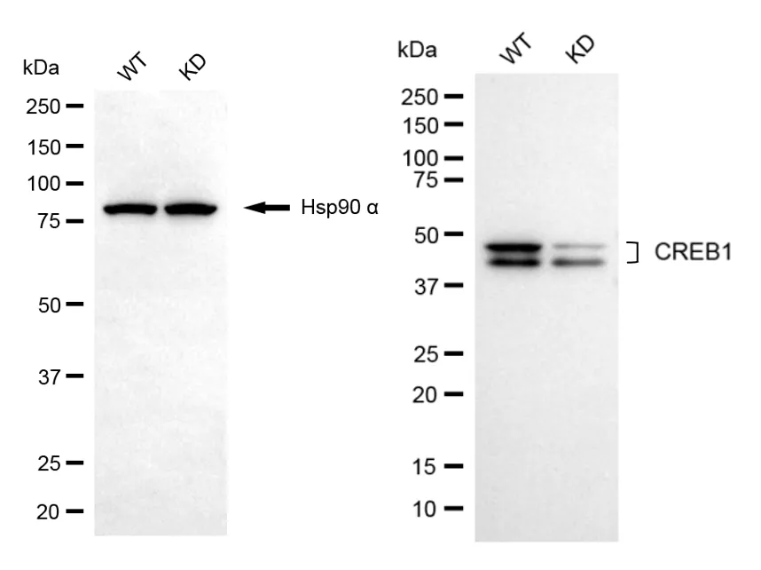 KD-Validated CREB1 Recombinant Rabbit Monoclonal Antibody