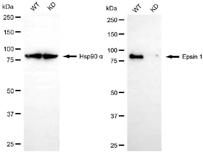 KD-Validated Epsin 1 Recombinant Rabbit Monoclonal Antibody