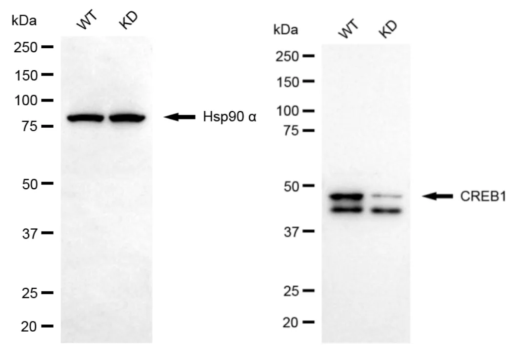 KD-Validated CREB1 Recombinant Rabbit Monoclonal Antibody