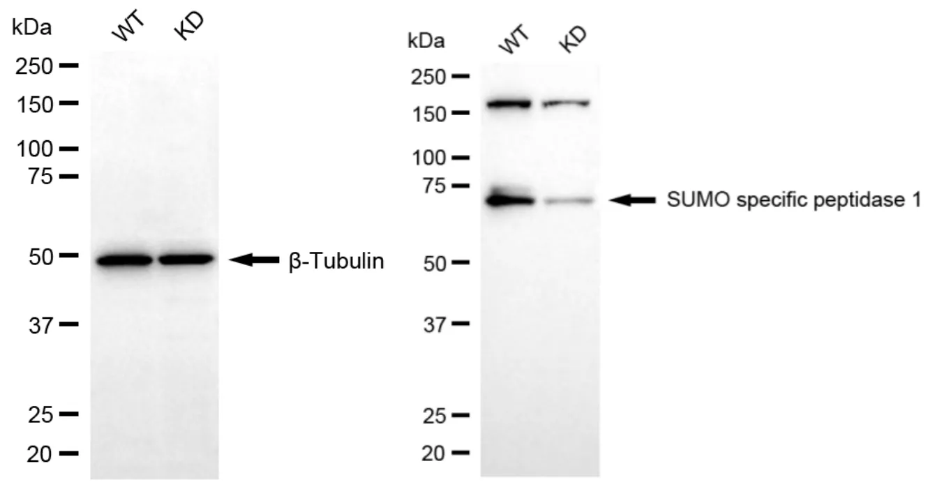 KD-Validated SUMO Specific Peptidase 1 Recombinant Rabbit Monoclonal Antibody