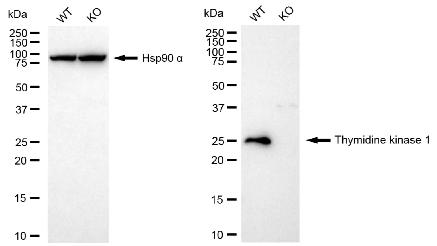 KD-Validated Thymidine Kinase 1 Recombinant Rabbit Monoclonal Antibody