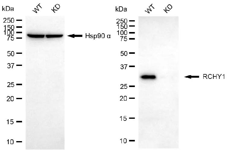 KD-Validated RCHY1 Recombinant Rabbit Monoclonal Antibody