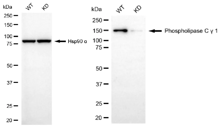 KD-Validated Phospholipase C Gamma 1 Recombinant Rabbit Monoclonal Antibody