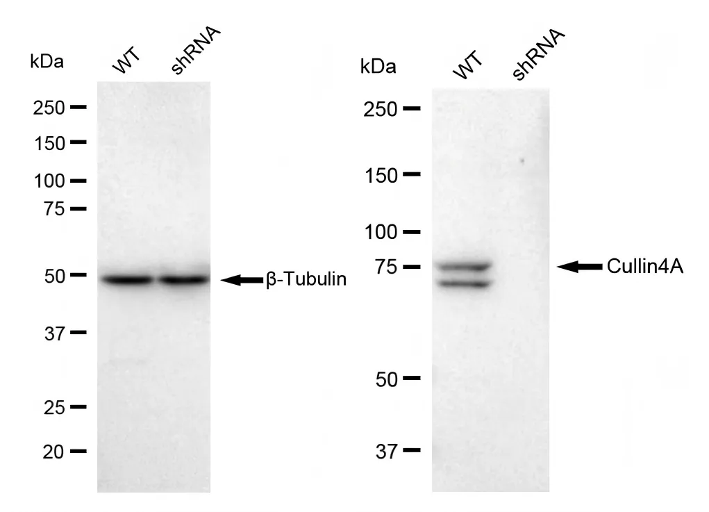 KD-Validated Cullin4A Recombinant Rabbit Monoclonal Antibody