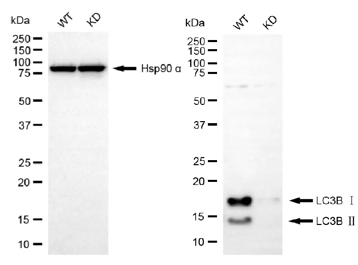 KD-Validated MAP1LC3B Recombinant Rabbit Monoclonal Antibody