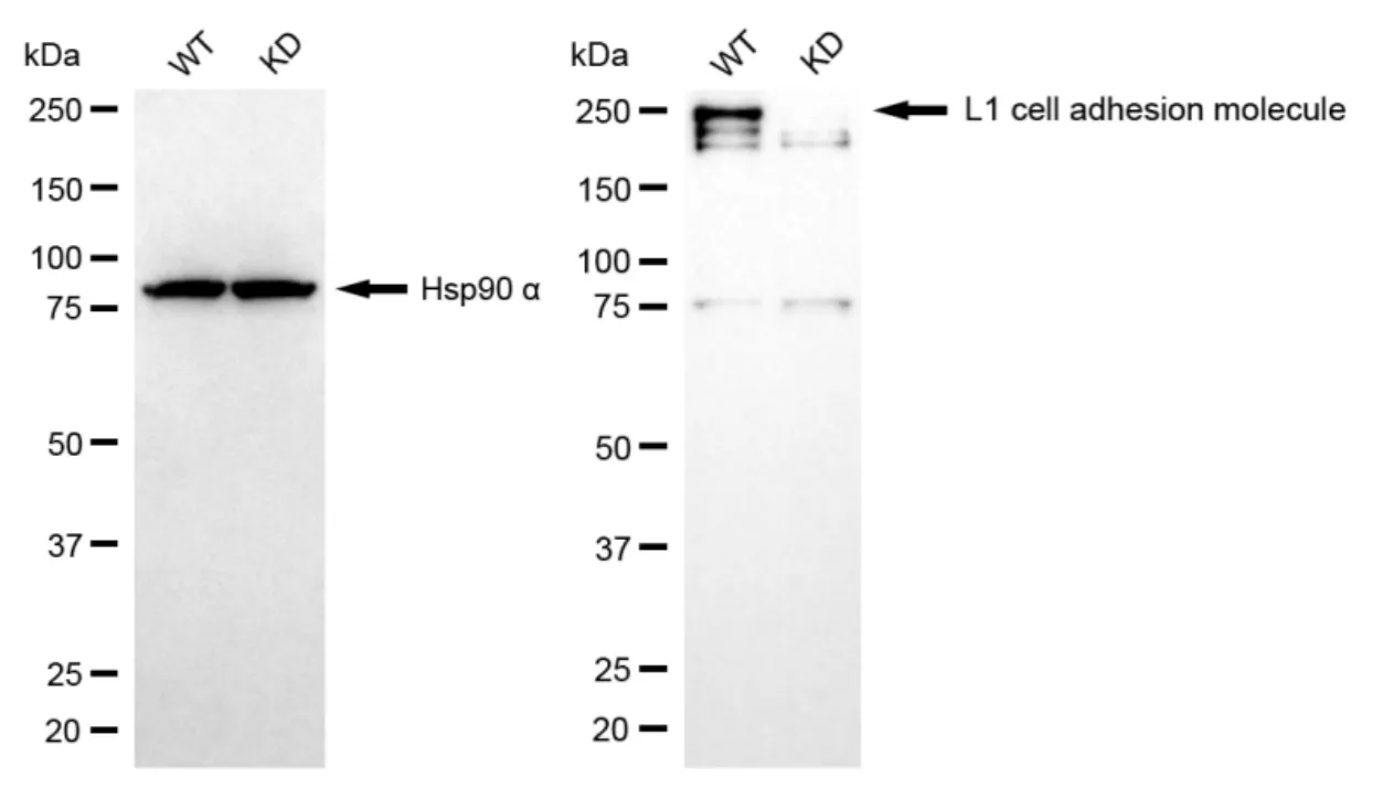 KD-Validated L1 Cell Adhesion Molecule Recombinant Rabbit Monoclonal Antibody