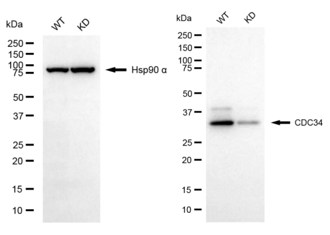 KD-Validated CDC34 Recombinant Rabbit Monoclonal Antibody