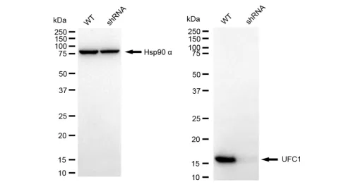 KD-Validated UFC1 Recombinant Rabbit Monoclonal Antibody