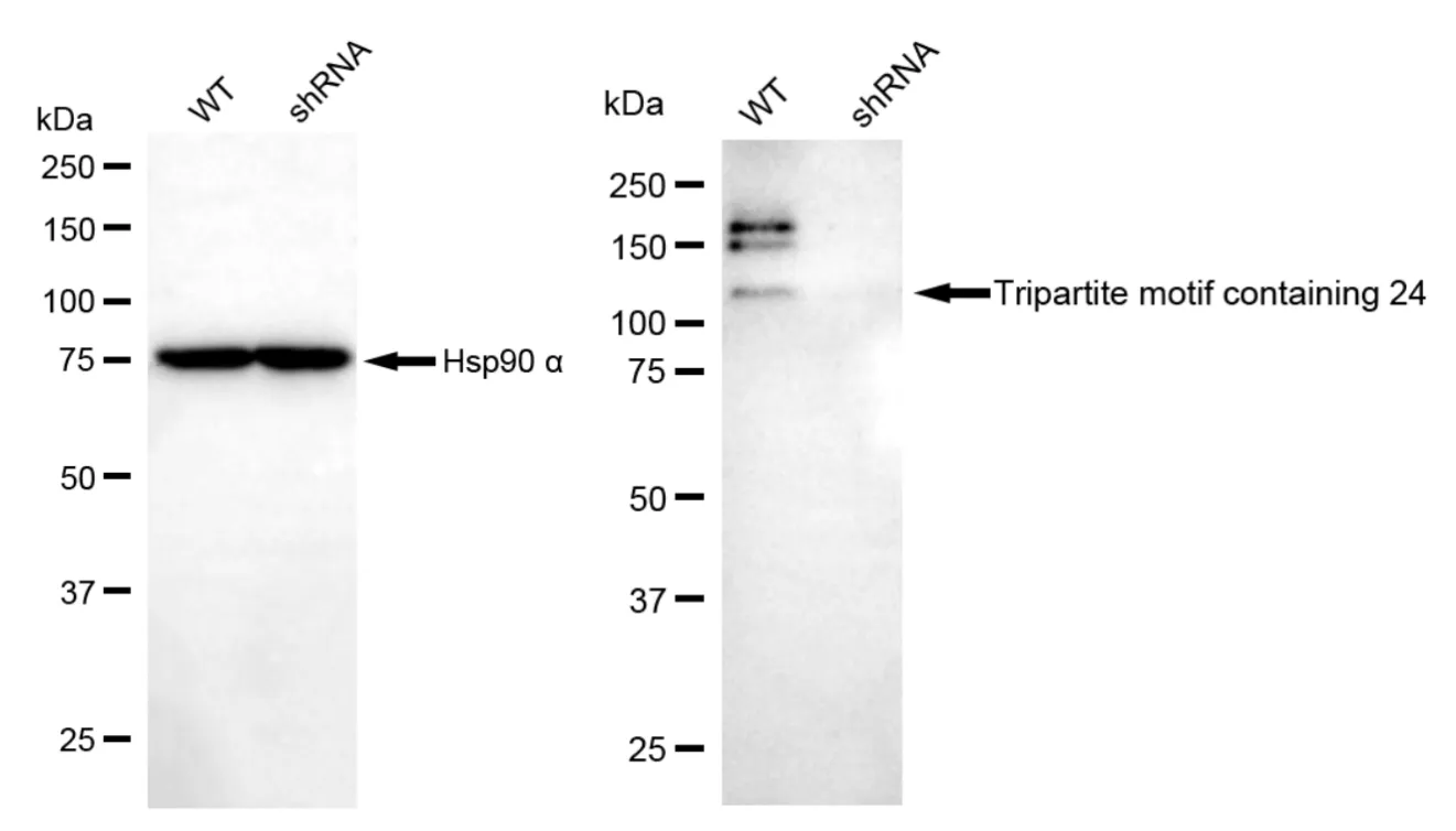 KD-Validated Tripartite Motif Containing 24 Recombinant Rabbit Monoclonal Antibody