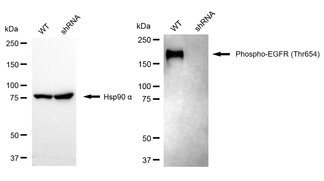 KD-Validated Phospho-EGFR (Thr654) Recombinant Rabbit Monoclonal Antibody